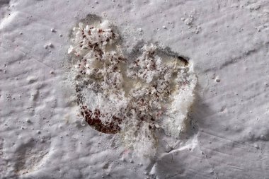 Mold on a white wall. Damaged wall texture due to fungus and moisture. Light background. clipart