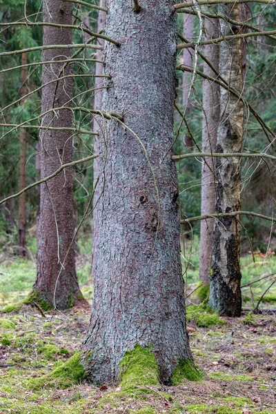 大云杉生长在森林里 大针叶树的树干 春季季节 — 图库照片