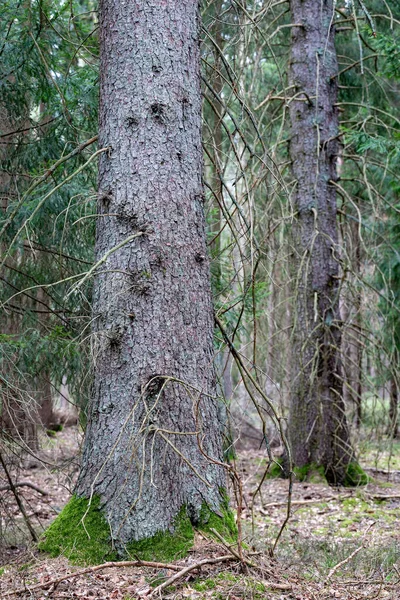 Grote Sparren Groeien Het Bos Stam Van Een Grote Naaldboom — Stockfoto