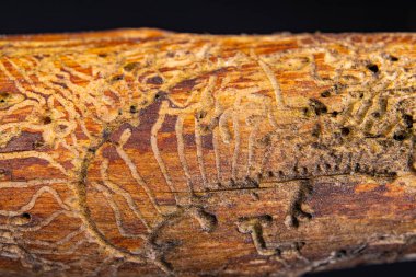 Ağaç kabuğu böcekleri koridorlu ahşap. Kozalaklı dallar orman haşereleri yemiş. Koyu arkaplan.