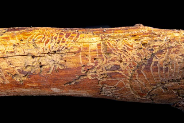 Wood Corridors Bark Beetles Coniferous Branch Eaten Forest Pests Dark — Stock Photo, Image