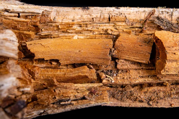 Decayed Hardwood Wood Suitable Use Carpentry Dark Background — Stock Photo, Image