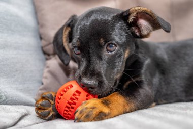 Kanepede genç bir köpek ve ısıran bir top. Evde melez bir köpek var. Hafif arkaplan.