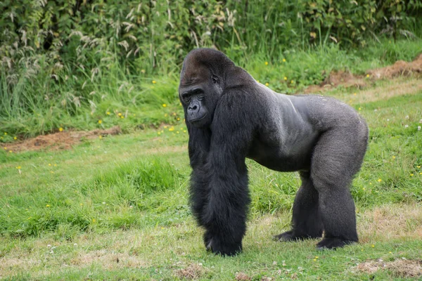 A mező fogságban gorilla — Stock Fotó