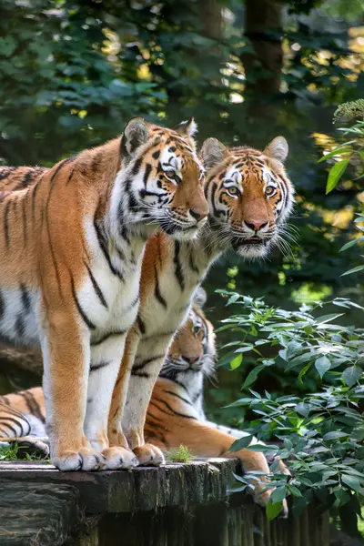 Nesli tükenmekte olan Bengal Kaplanları — Stok fotoğraf