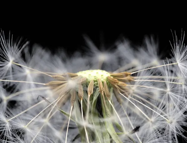 Dandelion seed head — Stock Photo, Image