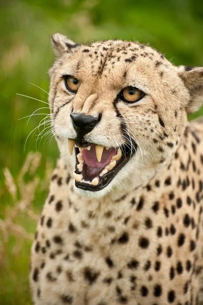 Cheetah Acinonyx jubatus — Stockfoto