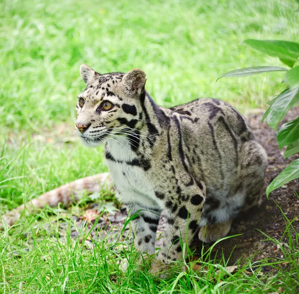 Neofelis de leopardo nublado Nebulova —  Fotos de Stock