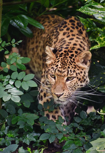 Leopard Panthera Pardus — Zdjęcie stockowe