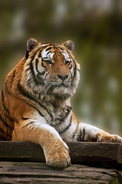 Tiger relaxing on warm day — Stock Photo, Image