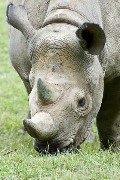Black Rhino na zielonej trawie — Zdjęcie stockowe
