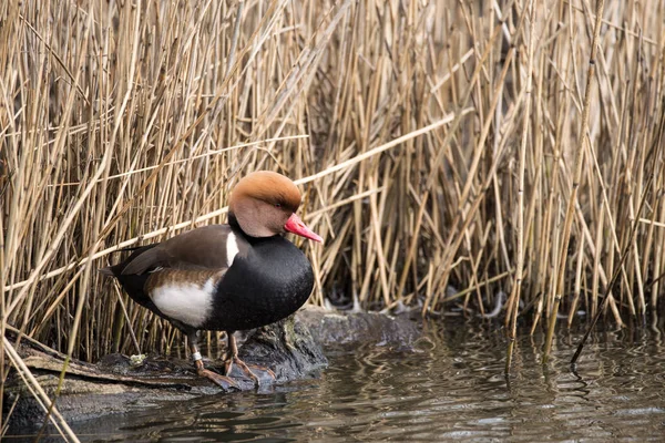 Red-crested pochard in wild — Stockfoto