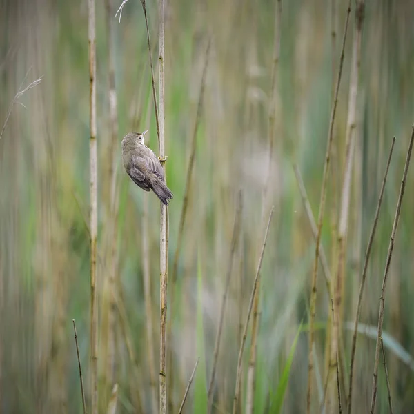 Linda palheta warbler na cana — Fotografia de Stock