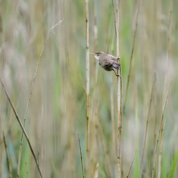 Όμορφη reed συλβία επί Ριντ — Φωτογραφία Αρχείου