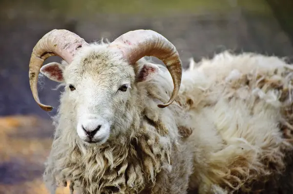 无角短毛羊 ram 在农场 — 图库照片