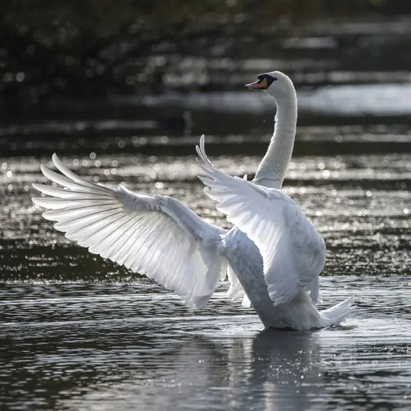 Cisne estende asas no lago — Fotografia de Stock