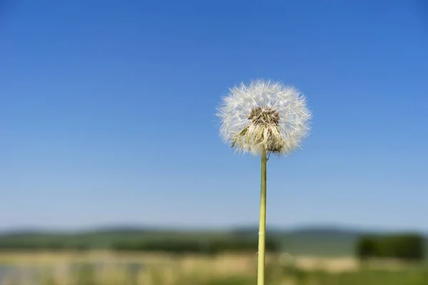 Pissenlit à travers un ciel bleu clair avec espace de copie — Photo