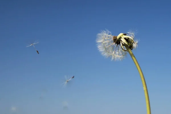 Löwenzahn mit Samen, die im Wind wehen. — Stockfoto