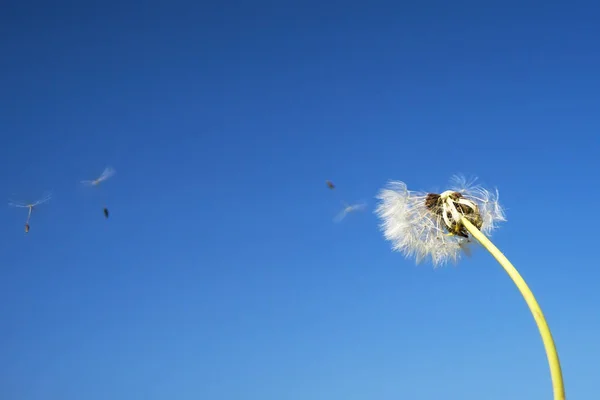 Dandelion with seeds blowing away in the wind. — Stock Photo, Image