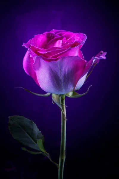 Gift underwater pink rose covered with bubbles on dark  backgrou — Stock Photo, Image