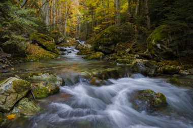 Vahşi sonbahar resim