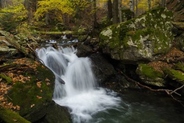 Vahşi sonbahar resim