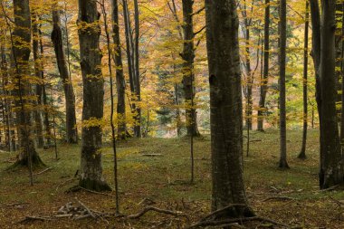 Sonbahar Ormanı görüntüsü