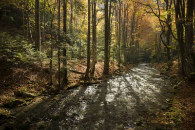 büyülü sonbahar orman