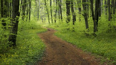 Büyülü lane görüntü