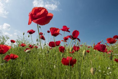 Mutlu poppies yansıma