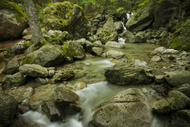 Taze akışı görüntü