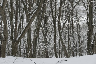 Karlı desenleri görüntü