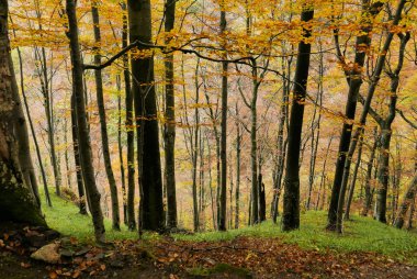 Sonbahar Ormanı görüntüsü