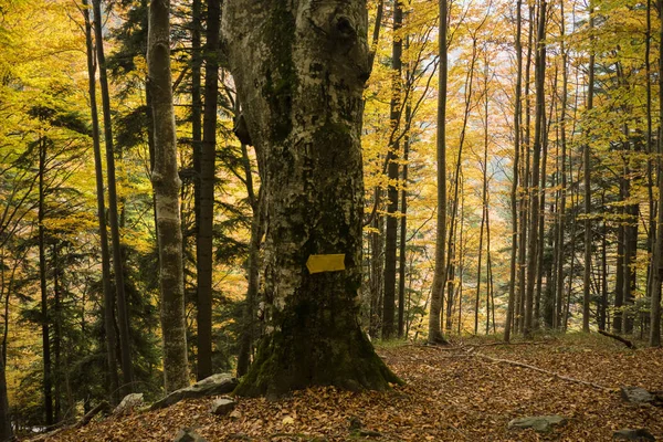 Doğru yönde görüntü — Stok fotoğraf