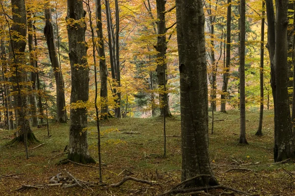 Höst skogs bild — Stockfoto