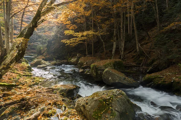 Bosque mágico de otoño —  Fotos de Stock