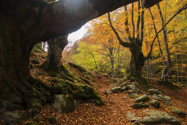 Machtige bomen in de herfst — Stockfoto