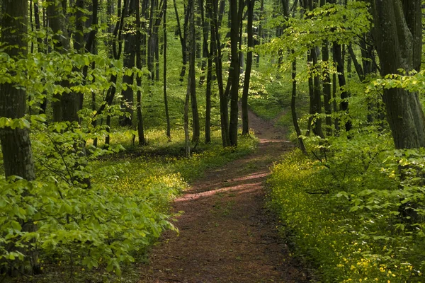 Huzurlu orman yolu — Stok fotoğraf