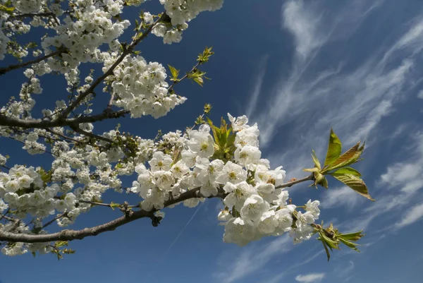 Cherry blossom image — Stock Photo, Image