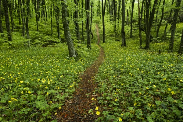 Büyülü lane görüntü — Stok fotoğraf