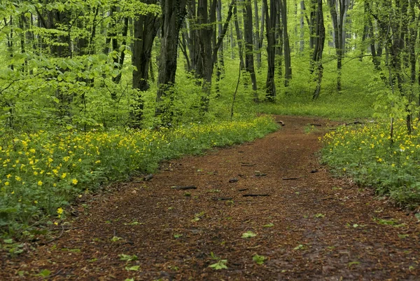 Magiska lane bild — Stockfoto