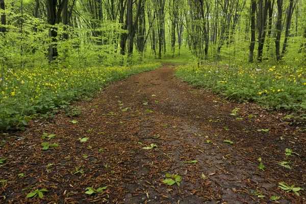 Magical lane image — Stock Photo, Image