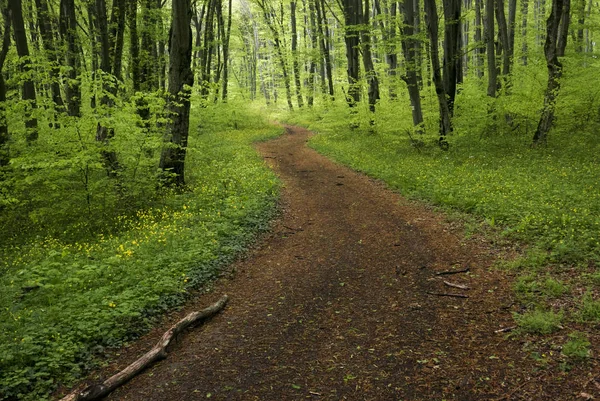 Magical lane image — Stock Photo, Image