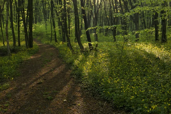 Friedlicher Waldweg — Stockfoto