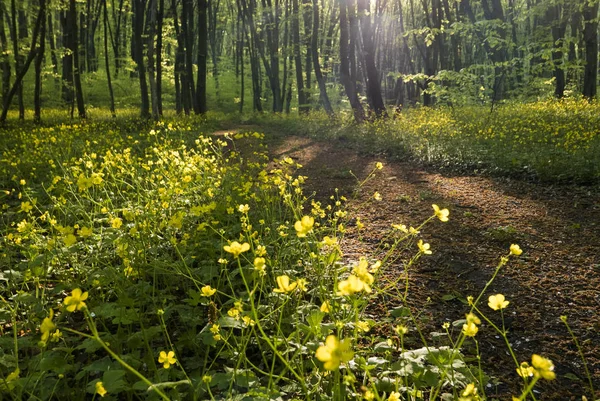 Caminho florestal pacífico — Fotografia de Stock