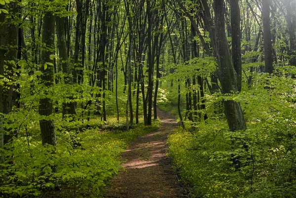 Friedlicher Waldweg — Stockfoto