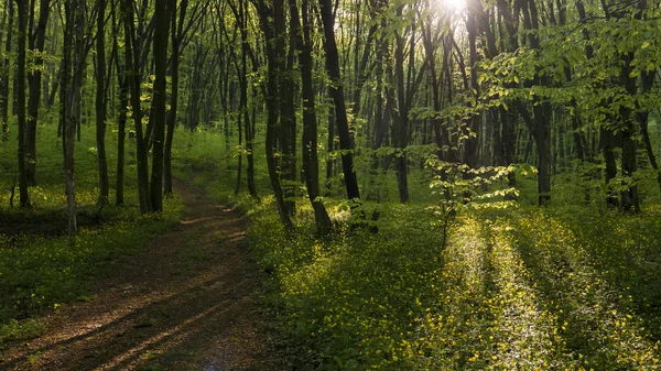 Caminho florestal pacífico — Fotografia de Stock
