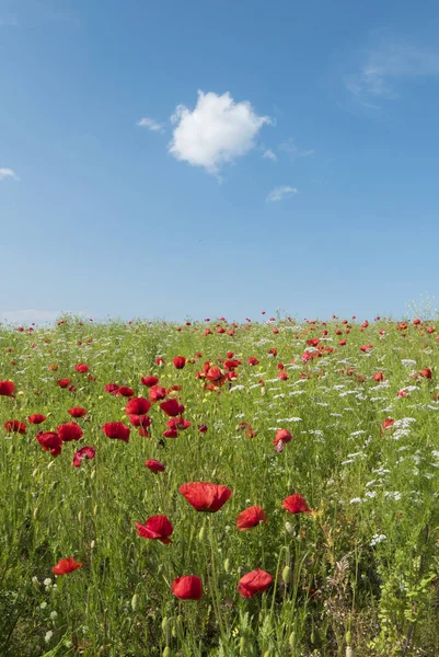 Imagen de amapolas felices — Foto de Stock