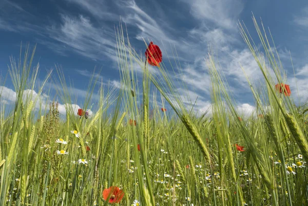 Springtime freshness image — Stock Photo, Image