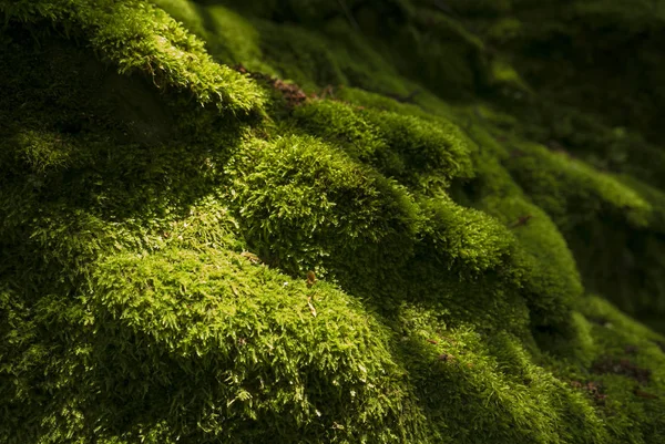 Imagen de musgo verde — Foto de Stock